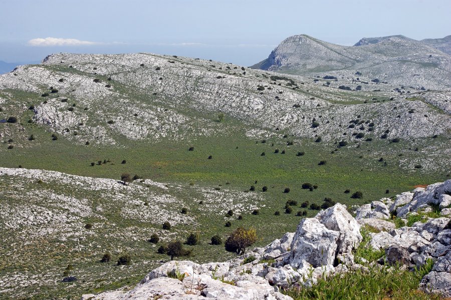 Santolina insularis / Crespolina maggiore